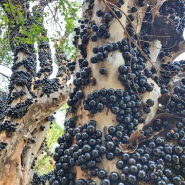 24 MORE EXOTIC FRUITS TO VIEW IN THIS INFO VIDEO