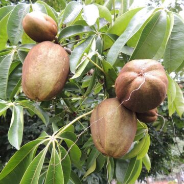 MALIBAR CHESTNUT MONEY TREES FOR SALE HERE QLD IN GROWBAGS
