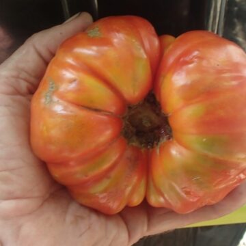 OX-HEART TOMATO PLANT SEEDS FOR SALE HERE QLD OZ.$4