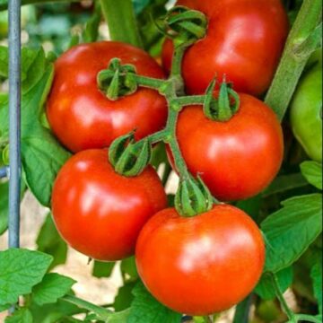 COLONIAL TOMATO PLANT SEEDS FOR SALE HERE QLD OZ. $4
