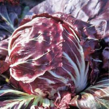 CHICORY RED BALL PLANT SEEDS FOR SALE HERE QLD OZ.$4