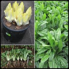 WITLOOF CHICORY PLANT SEEDS FOR SALE HERE QLD OZ $4