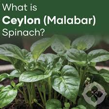 MALIBAR SPINACH PLANT SEEDS FOR SALE HERE QLD OZ,$4