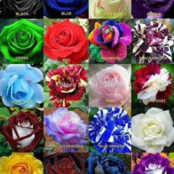 EXOTIC ROSES MIX PLANT SEEDS FOR SALE HERE QLD OZ $8
