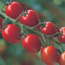 TRUSS TOMATO PLANT SEEDS FOR SALE HERE QLD OZ.$4