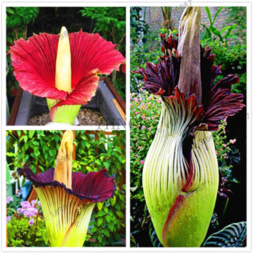CORPSE FLOWER BLOOMING IN THIS HOW TO INFO VIDEO