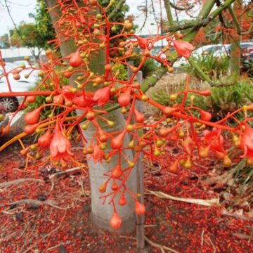 RED FLAME TREES 4 SALE HERE QLD OZ $Neg