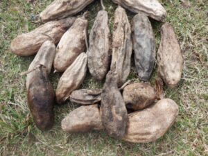 Sausage tree fruit sample test only